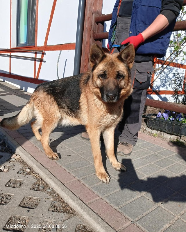 Daglezja